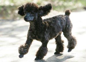 PEVSH Poodle
