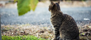 Points East Cat in Nature
