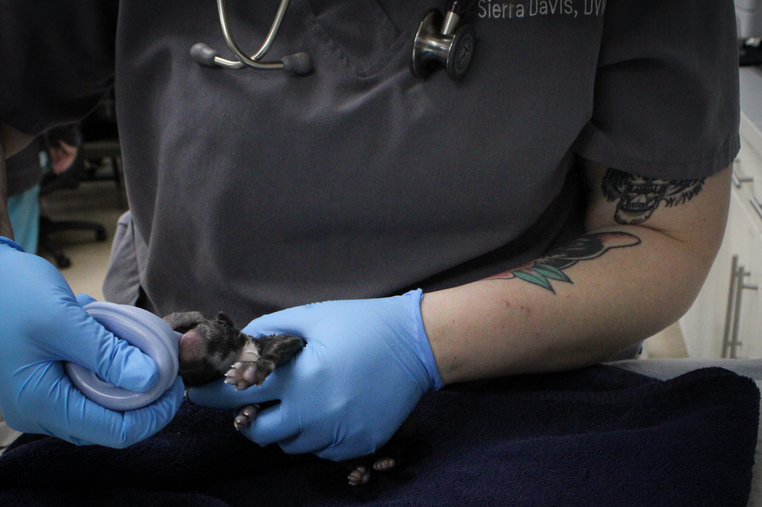 Greenville Emeergency Vet Puppy Veterinary Surgical and Specialty Referrals