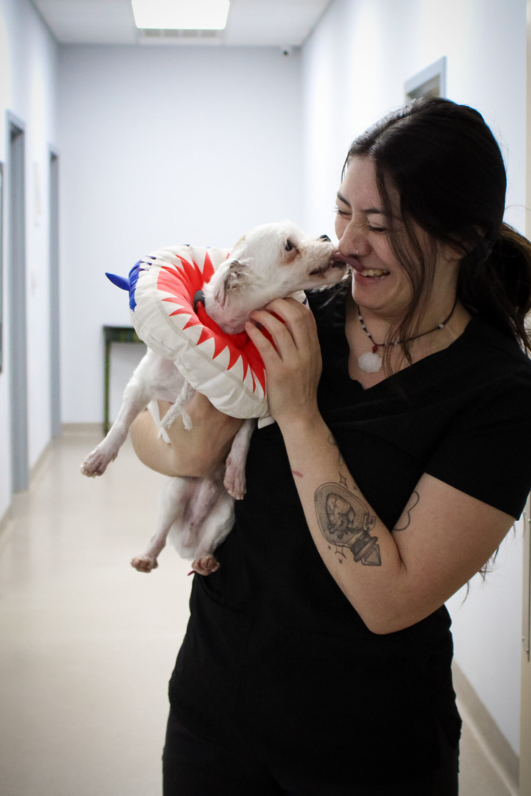 PEVEH-G-042 Veterinary Surgical and Specialty Referrals