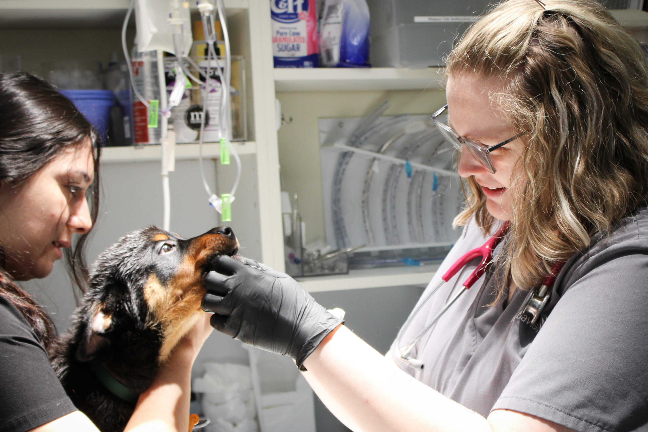 PEVEH-G-075 Veterinary Surgical and Specialty Referrals
