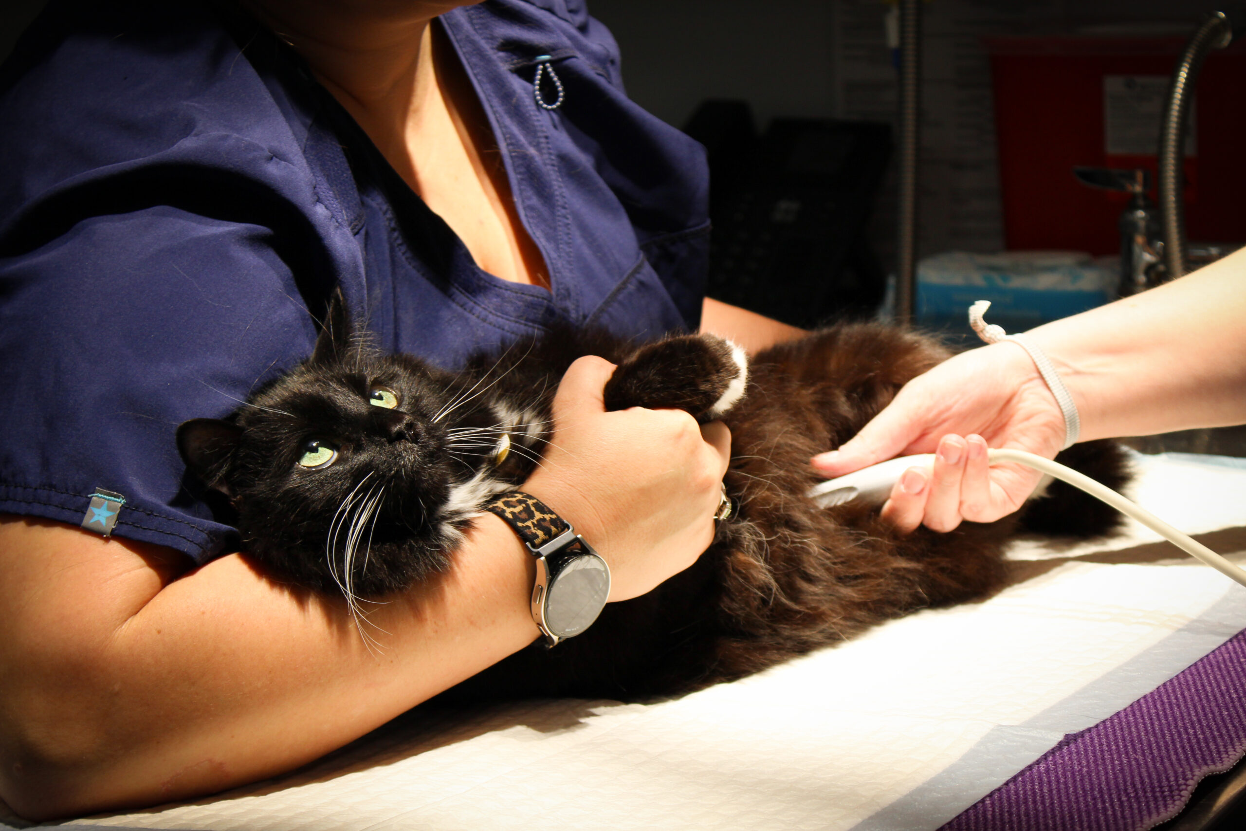 PEVEH-G-178 Veterinary Surgical and Specialty Referrals