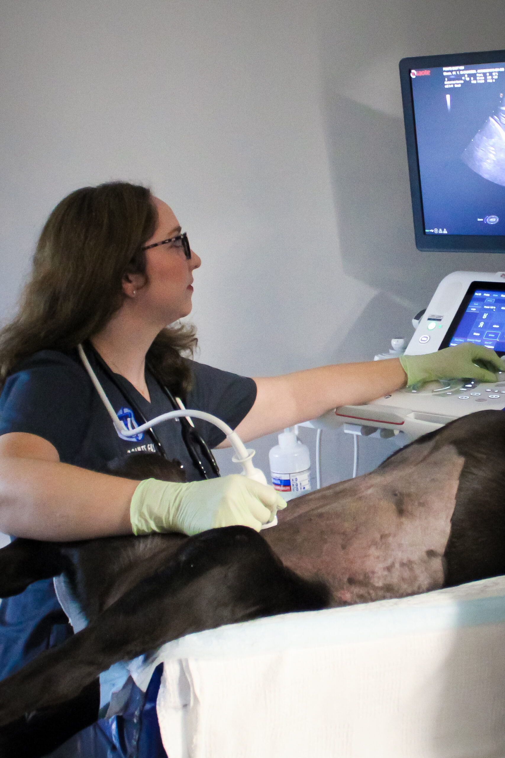 APPROVED-PEVSH-Oct2025-49 Veterinary Surgical and Specialty Referrals